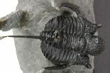 Bumpy Cyphaspis Trilobite - Large, Well Prepared Specimen #267335-1